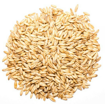 Barley Malt Sprouts