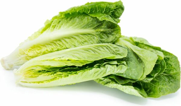 Organic Romaine Lettuce