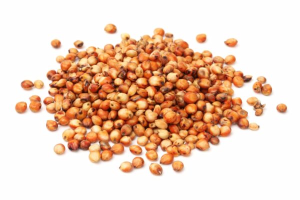 Sorghum Grain